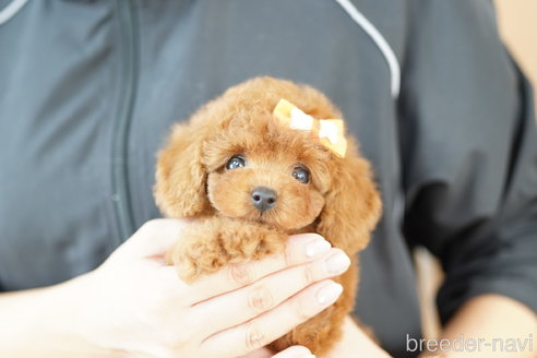 成約済の埼玉県のトイプードル-333930の4枚目