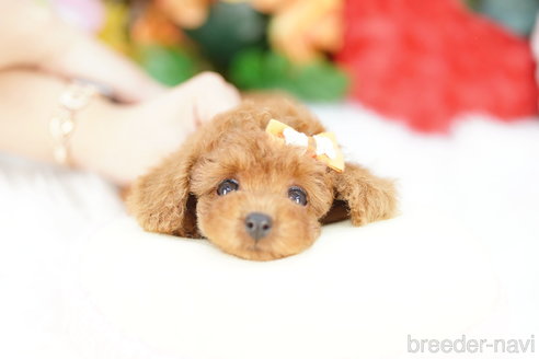 成約済の埼玉県のトイプードル-333930の3枚目