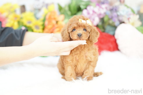 成約済の埼玉県のトイプードル-333930の2枚目