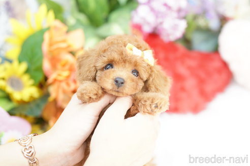 成約済の埼玉県のトイプードル-333930の1枚目