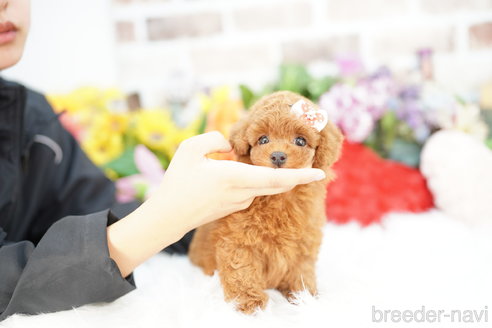 成約済の埼玉県のトイプードル-333933の4枚目