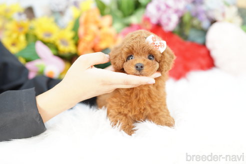 成約済の埼玉県のトイプードル-333933の3枚目