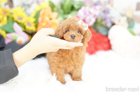 成約済の埼玉県のトイプードル-333933の2枚目