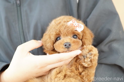 成約済の埼玉県のトイプードル-333933の1枚目