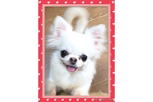 カノン🍓ちゃん1枚目