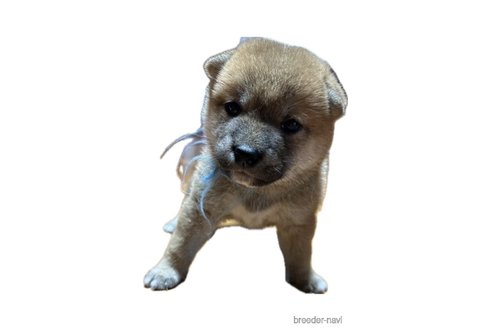 成約済の熊本県の柴犬-321675の7枚目