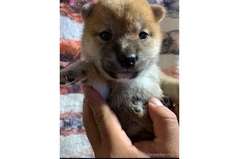 成約済の熊本県の柴犬-321675の8枚目