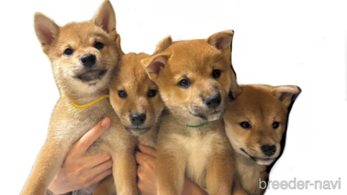 成約済の熊本県の柴犬-321675の6枚目