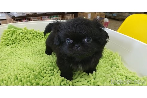 成約済の愛知県のペキニーズ-323225