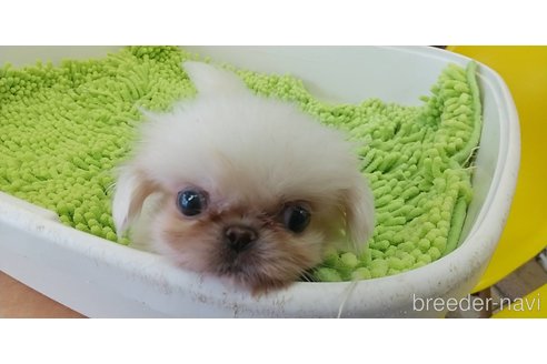 成約済の愛知県のペキニーズ-323223の4枚目