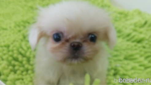 成約済の愛知県のペキニーズ-323223の3枚目