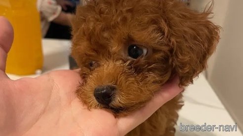 成約済の栃木県のティーカッププードル-333979の3枚目