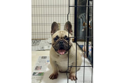 ラブリーちゃん1枚目