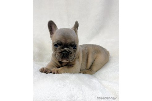 成約済の山口県のフレンチブルドッグ-330875の10枚目