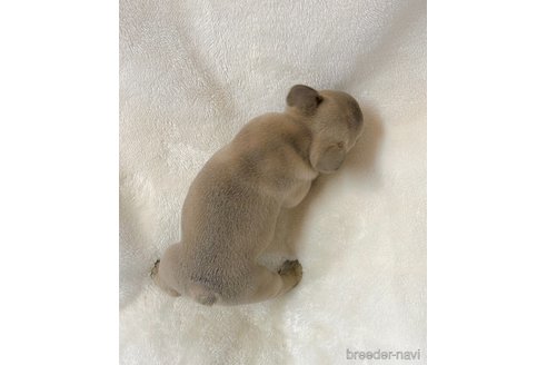 成約済の山口県のフレンチブルドッグ-330875の7枚目