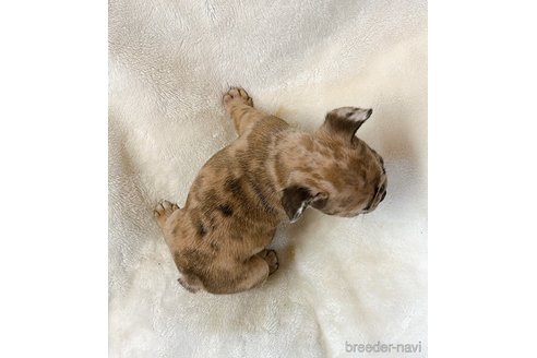 成約済の山口県のフレンチブルドッグ-330872の12枚目