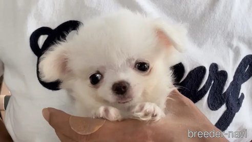 成約済の香川県のチワワ(ロングコート)-333995の2枚目