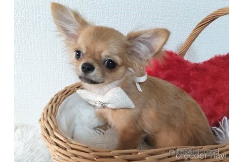 成約済の愛知県のチワワ(ロングコート)-333996の5枚目