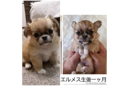 エルメスちゃん1枚目