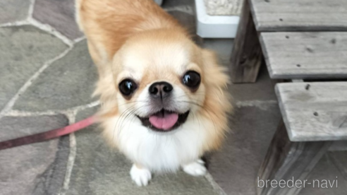エルメスちゃん1枚目