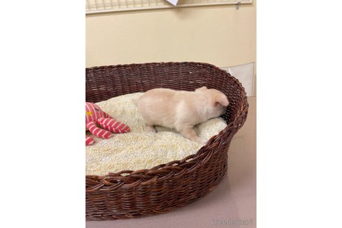 成約済の愛知県のチワワ(スムースコート)-334015の8枚目