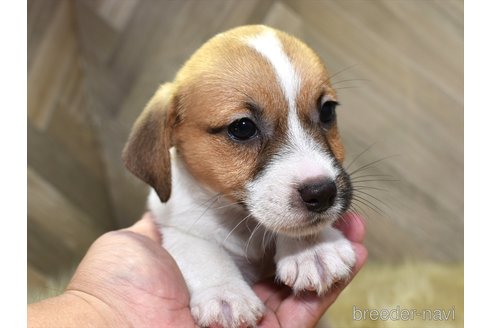 成約済の愛知県のジャックラッセルテリア-334018の3枚目