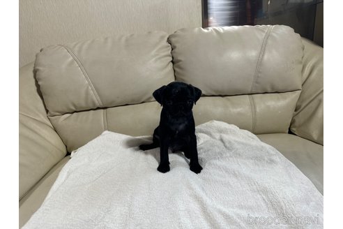 成約済の岐阜県のパグ-324551の2枚目