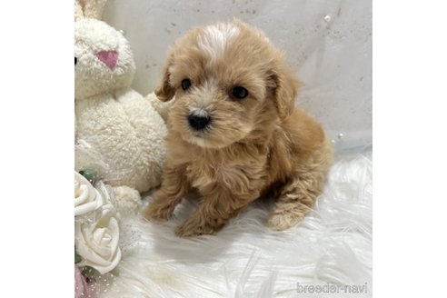 成約済の栃木県のマルプー:マルチーズ×トイプードル-334050の40枚目
