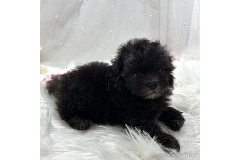 成約済の栃木県のマルプー:マルチーズ×トイプードル-334055の5枚目