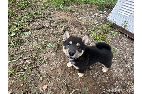 成約済の北海道の柴犬-326446の6枚目