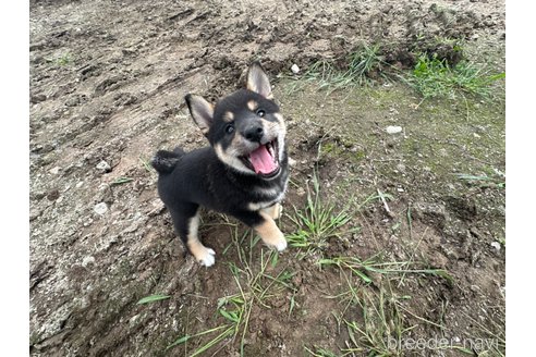 成約済の北海道の柴犬-326446の4枚目