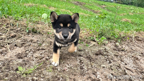 成約済の北海道の柴犬-326446