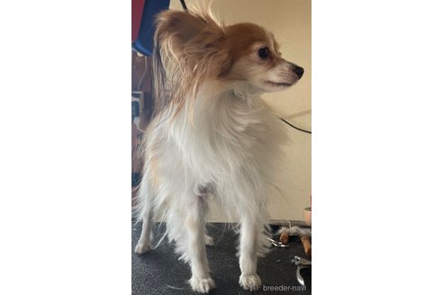 アリスjrちゃん1枚目