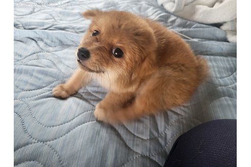 成約済の宮城県のミックス犬-328122