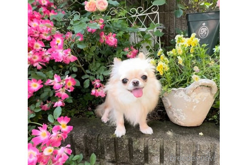 クリスくん1枚目
