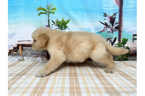 成約済の千葉県のゴールデンレトリーバー-334078の2枚目