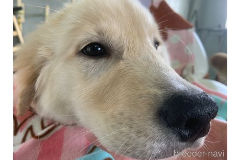 成約済の鹿児島県のゴールデンレトリーバー-334094の2枚目