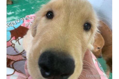成約済の鹿児島県のゴールデンレトリーバー-334096の4枚目