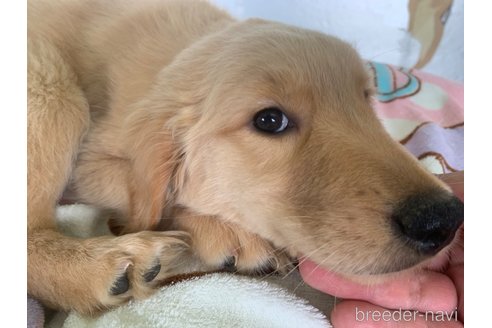 成約済の鹿児島県のゴールデンレトリーバー-327328の2枚目