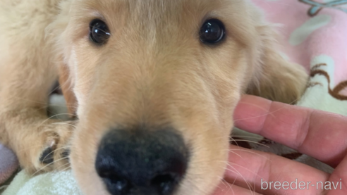 子犬