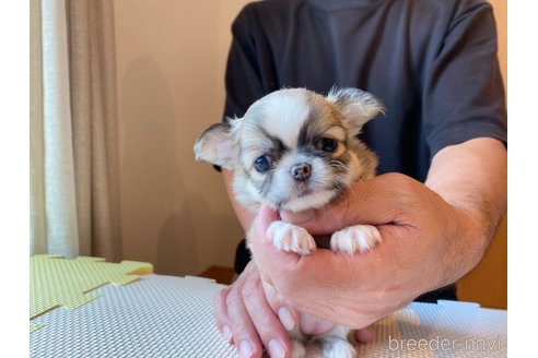 成約済の静岡県のチワワ(ロングコート)-334111の2枚目