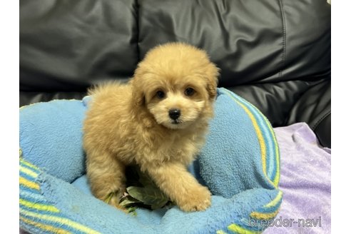 成約済の栃木県のポメプー:ポメラニアン×トイプードル-334130の1枚目