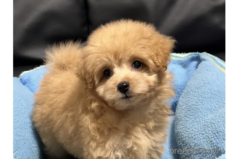 成約済の栃木県のポメプー:ポメラニアン×トイプードル-334130の2枚目
