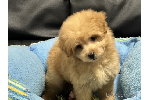 成約済の栃木県のポメプー:ポメラニアン×トイプードル-334130の3枚目