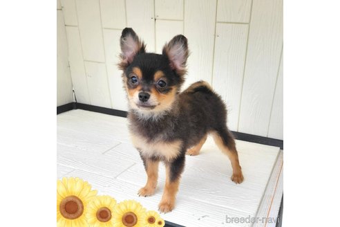 成約済の茨城県のポメラニアン-316315の13枚目