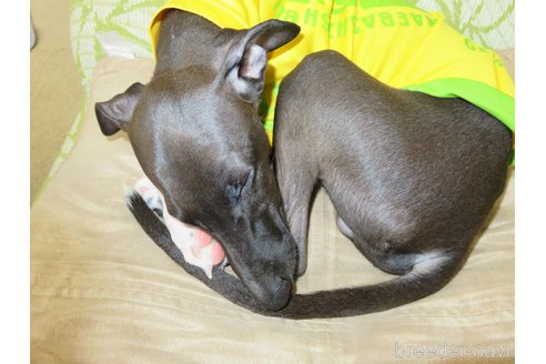 成約済の群馬県のイタリアングレーハウンド(イタグレ)-326408の3枚目
