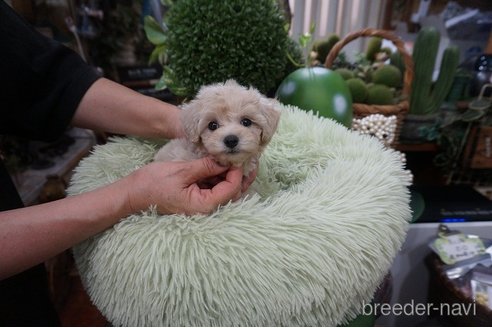成約済の京都府のマルプー:マルチーズ×トイプードル-331138の3枚目