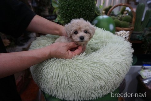 成約済の京都府のマルプー:マルチーズ×トイプードル-331138の2枚目