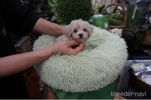 成約済の京都府のマルプー:マルチーズ×トイプードル-331138の5枚目