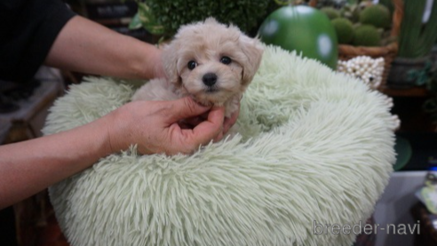 成約済の京都府のマルプー:マルチーズ×トイプードル-331138の1枚目